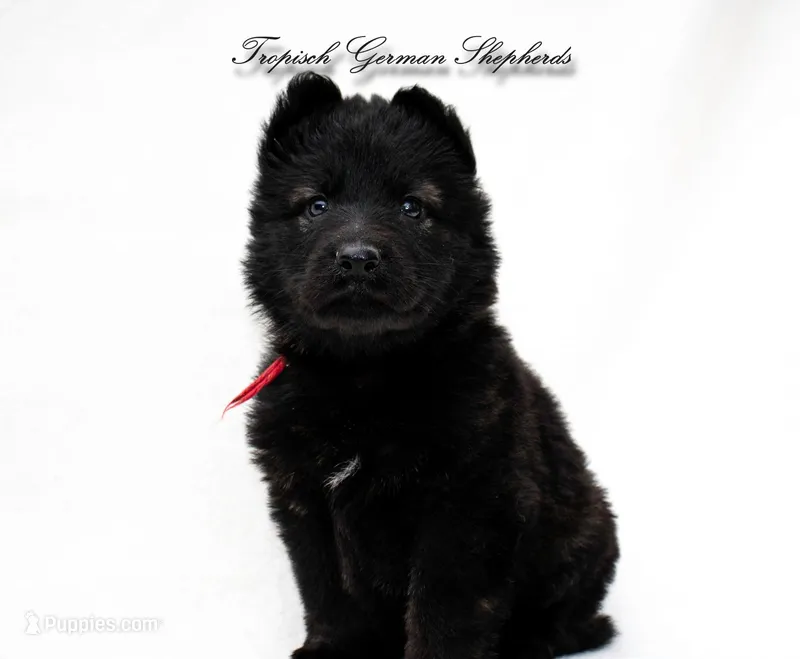 Rubies red collar girl  – German Shepherd Dog puppy for sale in West Monroe, LA