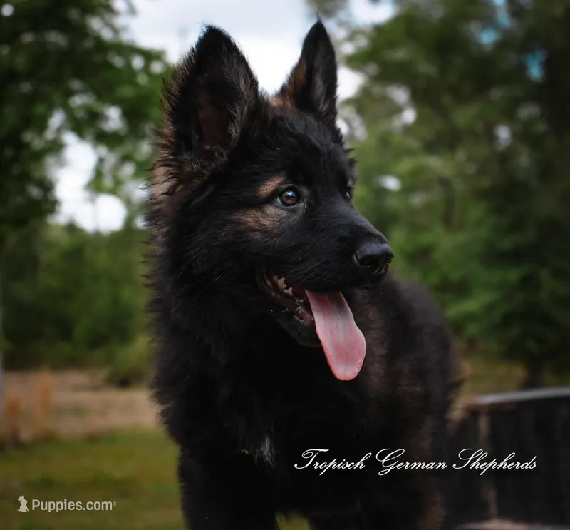 Rubies red collar girl  – German Shepherd Dog puppy for sale in West Monroe, LA