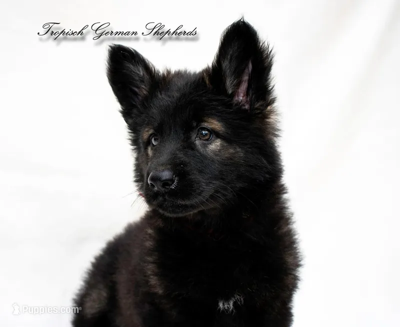 Rubies red collar girl  – German Shepherd Dog puppy for sale in West Monroe, LA