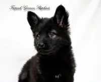 Rubies red collar girl , a female German Shepherd Dog for sale in West Monroe, LA – Photo 1 of 7