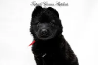 Rubies red collar girl , a female German Shepherd Dog for sale in West Monroe, LA – Photo 5 of 7