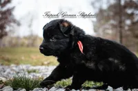 Rubies red collar girl , a female German Shepherd Dog for sale in West Monroe, LA – Photo 7 of 7