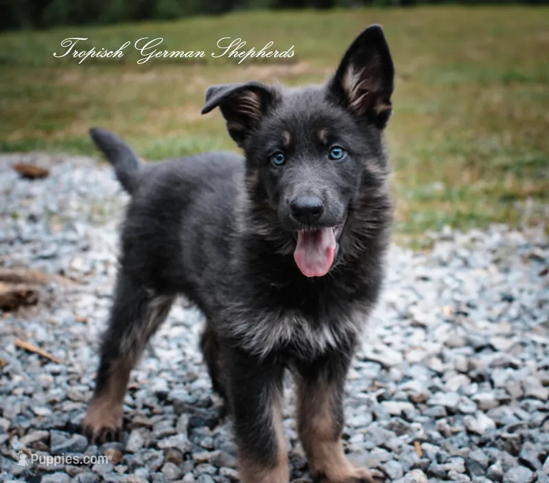 Pink collar girl – German Shepherd Dog puppy for sale in West Monroe, LA