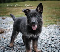 Pink collar girl, a female German Shepherd Dog for sale in West Monroe, LA – 1 of 10