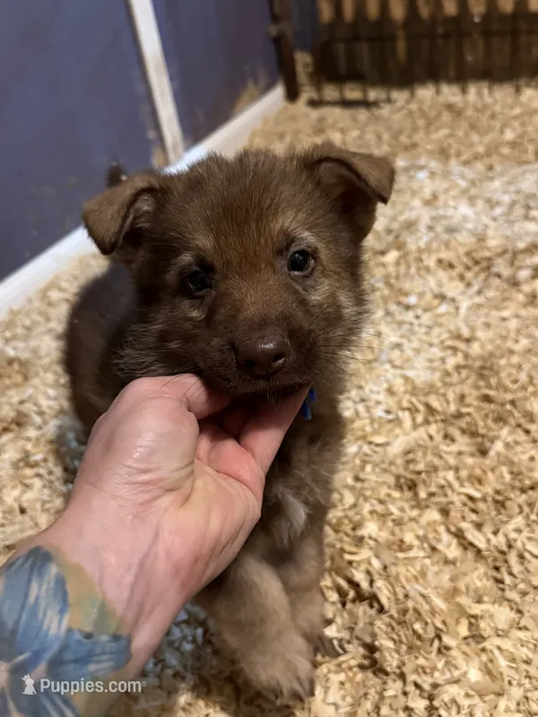 Cici’s Blue collar male , a male German Shepherd Dog for sale in West Monroe, LA – 1 of 2