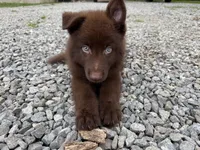 Solid liver stock coat male , a male German Shepherd Dog for sale in West Monroe, LA – 3 of 4