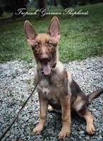 Stock coat liver sable , a female German Shepherd Dog for sale in West Monroe, LA – 7 of 7