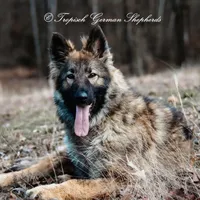 Trixi, a female German Shepherd Dog for sale in West Monroe, LA – Photo 2 of 4