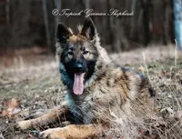 Trixi, a female German Shepherd Dog for sale in West Monroe, LA – Photo 2 of 4