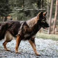 Trixi, a female German Shepherd Dog for sale in West Monroe, LA – Photo 1 of 4