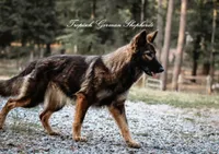 Trixi, a female German Shepherd Dog for sale in West Monroe, LA – Photo 1 of 4