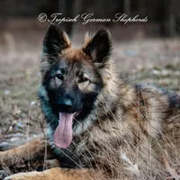 Trixi, a female German Shepherd Dog for sale in West Monroe, LA – Photo 4 of 4