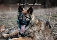 Trixi, a female German Shepherd Dog for sale in West Monroe, LA – Photo 4 of 4