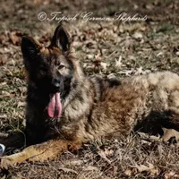 Trixi, a female German Shepherd Dog for sale in West Monroe, LA – Photo 3 of 4
