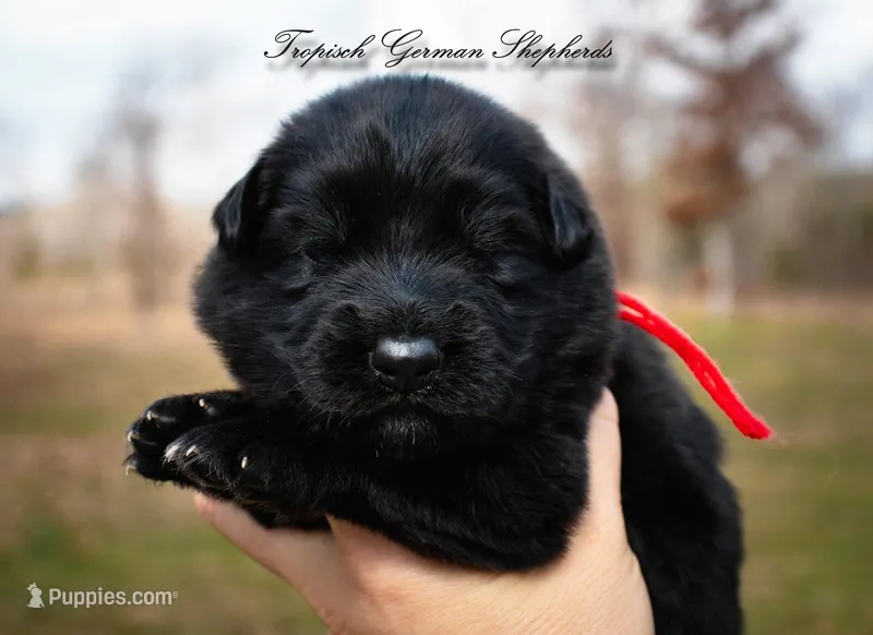 Calypso’s red collar girl – German Shepherd Dog puppy for sale in West Monroe, LA