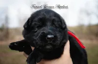 Calypso’s red collar girl, a female German Shepherd Dog for sale in West Monroe, LA – Photo 2 of 3