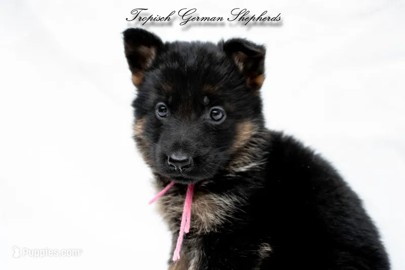 Ellie’s pink collar girl  – German Shepherd Dog puppy for sale in West Monroe, LA