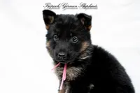 Ellie’s pink collar girl , a female German Shepherd Dog for sale in West Monroe, LA – 1 of 2