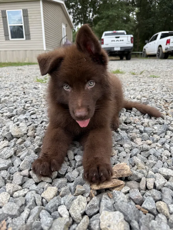 Solid liver stock coat male  – German Shepherd Dog puppy for sale in West Monroe, LA