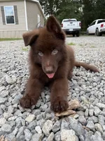 Solid liver stock coat male , a male German Shepherd Dog for sale in West Monroe, LA – 1 of 4