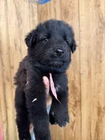 Calypso’s Pink collar female , a female German Shepherd Dog for sale in West Monroe, LA – 2 of 2