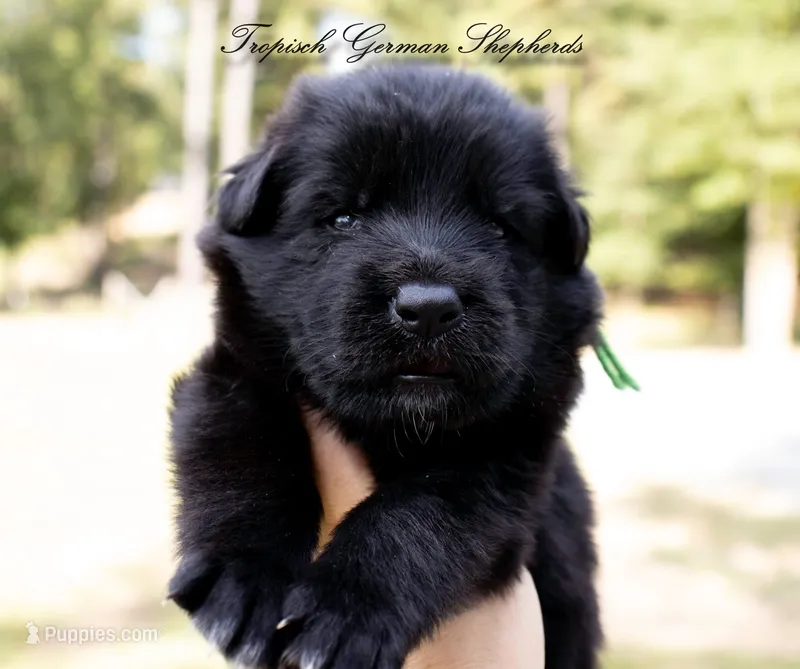 Calypso’s green collar male – German Shepherd Dog puppy for sale in West Monroe, LA