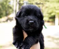 Calypso’s green collar male, a male German Shepherd Dog for sale in West Monroe, LA – 1 of 2