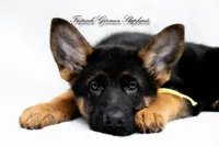 Ellie’s Yellow collar girl , a female German Shepherd Dog for sale in West Monroe, LA – 2 of 4