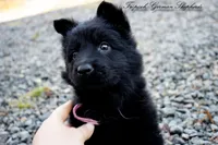 Rubies pink collar girl, a female German Shepherd Dog for sale in West Monroe, LA – Photo 2 of 4