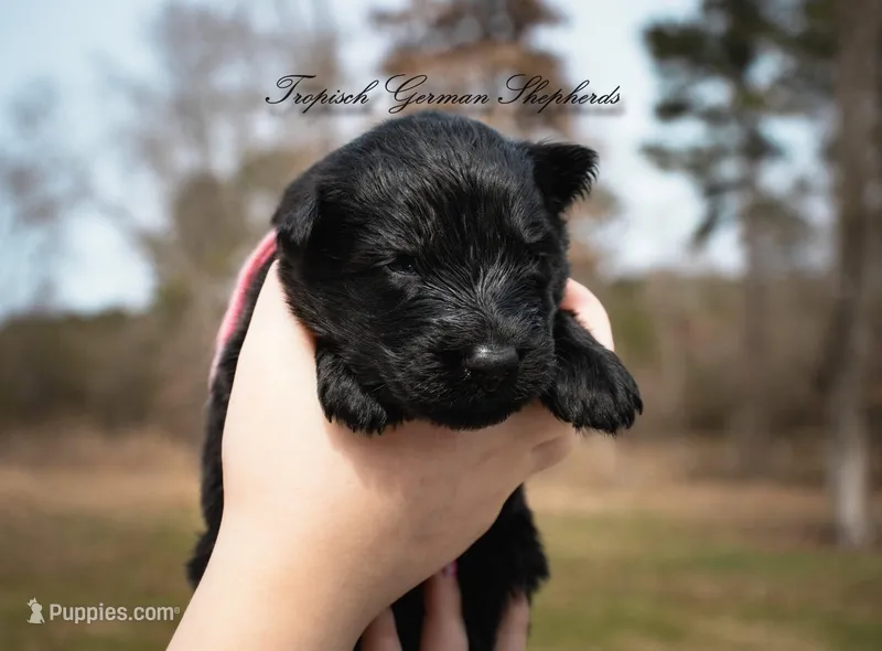 Rubies pink collar girl