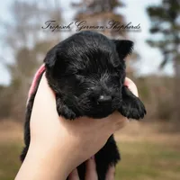 Rubies pink collar girl, a female German Shepherd Dog for sale in West Monroe, LA – Photo 4 of 4