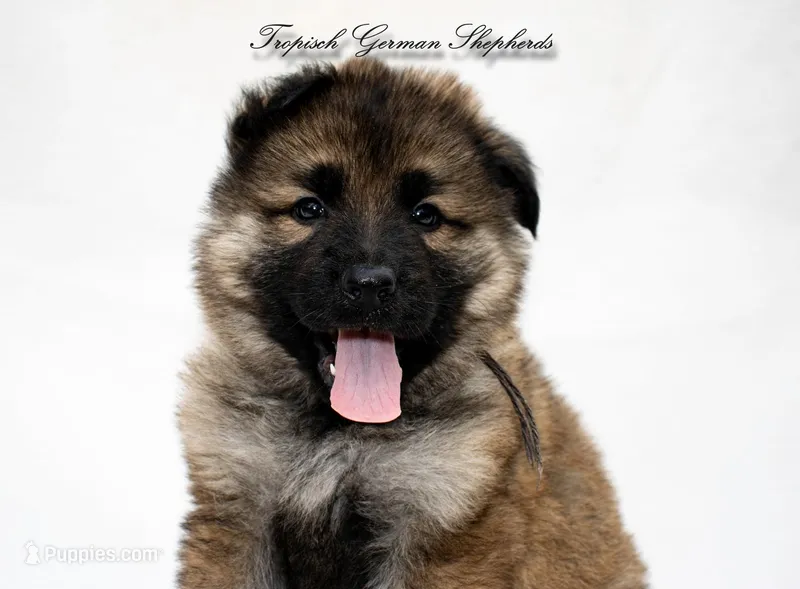 Calypso’s black collar boy – German Shepherd Dog puppy for sale in West Monroe, LA
