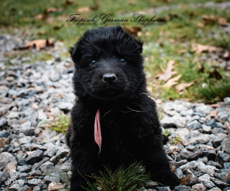 Rubies pink collar girl – German Shepherd Dog puppy for sale in West Monroe, LA