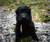 Rubies pink collar girl, a female German Shepherd Dog for sale in West Monroe, LA – Photo 3 of 4
