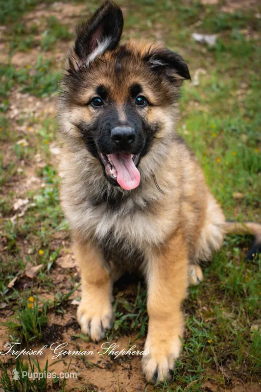 Calypso’s black collar boy – German Shepherd Dog puppy for sale in West Monroe, LA