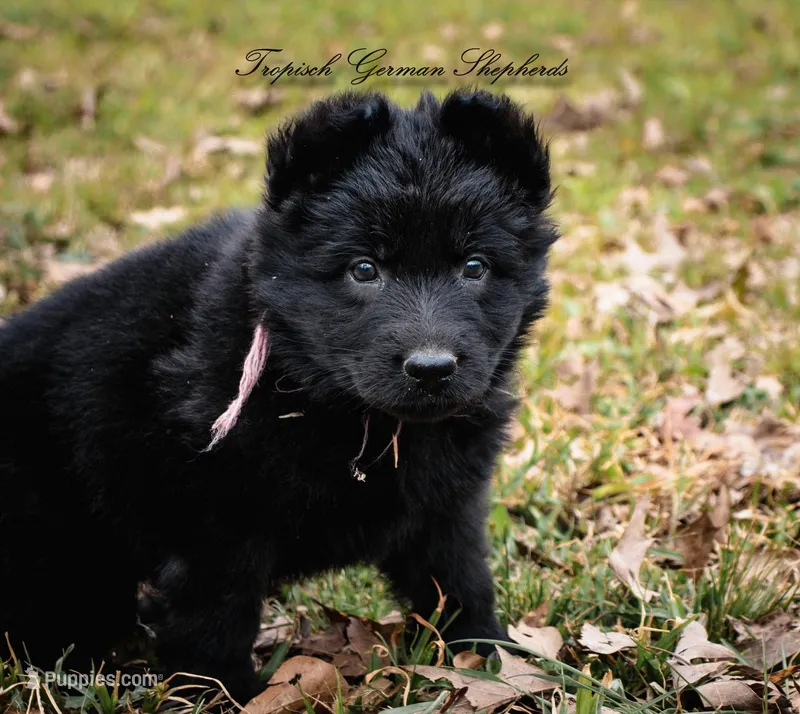 Rubies pink collar girl – German Shepherd Dog puppy for sale in West Monroe, LA