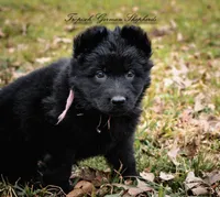 Rubies pink collar girl, a female German Shepherd Dog for sale in West Monroe, LA – Photo 1 of 4