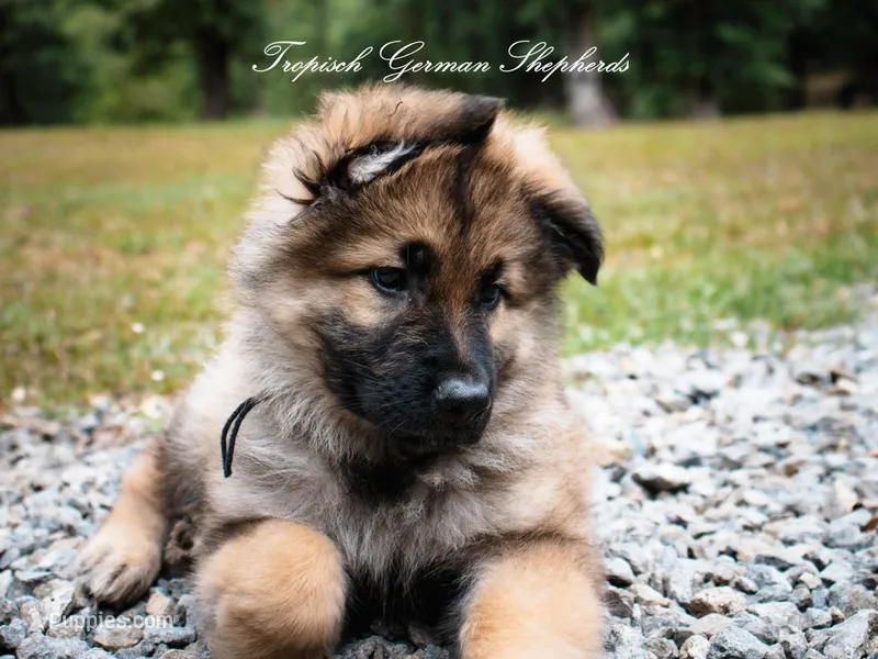 Calypso’s black collar boy – German Shepherd Dog puppy for sale in West Monroe, LA