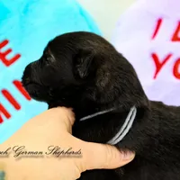 Rubies grey collar male, a male German Shepherd Dog for sale in West Monroe, LA – Photo 6 of 6