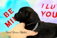 Rubies grey collar male, a male German Shepherd Dog for sale in West Monroe, LA – Photo 3 of 3