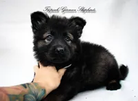 Rubies grey collar male, a male German Shepherd Dog for sale in West Monroe, LA – Photo 1 of 4