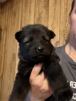 Rubies grey collar male, a male German Shepherd Dog for sale in West Monroe, LA – Photo 3 of 6