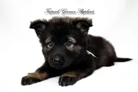 Rubies grey collar male, a male German Shepherd Dog for sale in West Monroe, LA – Photo 2 of 4