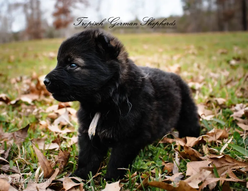 Rubies grey collar male – German Shepherd Dog puppy for sale in West Monroe, LA