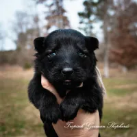 Rubies grey collar male, a male German Shepherd Dog for sale in West Monroe, LA – Photo 4 of 6