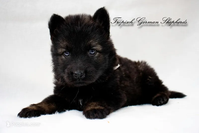 Rubies grey collar male – German Shepherd Dog puppy for sale in West Monroe, LA