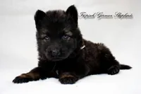 Rubies grey collar male, a male German Shepherd Dog for sale in West Monroe, LA – Photo 1 of 6