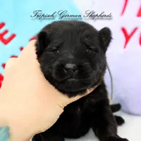 Rubies grey collar male, a male German Shepherd Dog for sale in West Monroe, LA – Photo 5 of 6