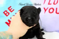 Rubies grey collar male, a male German Shepherd Dog for sale in West Monroe, LA – Photo 2 of 3