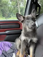 Pink collar girl, a female German Shepherd Dog for sale in West Monroe, LA – 5 of 10